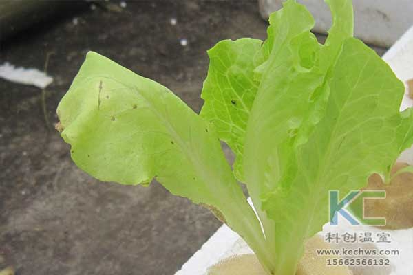 無(wú)土栽培，無(wú)土栽培技術(shù)，無(wú)土栽培設(shè)備