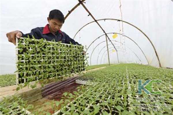 無土栽培，無土栽培技術，無土栽培設備
