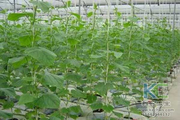 無(wú)土栽培，無(wú)土栽培技術(shù)，無(wú)土栽培設(shè)備