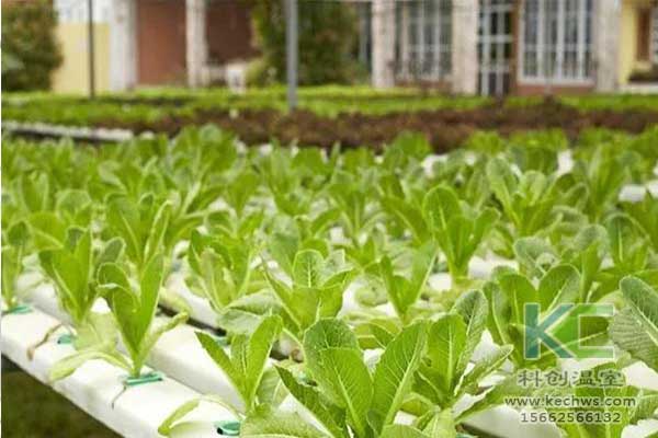 無土栽培，無土栽培技術，無土栽培設備