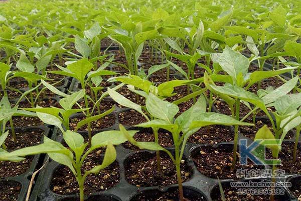 無土栽培，無土栽培技術(shù)，無土栽培設(shè)備