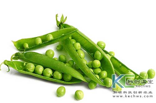 無土栽培，無土栽培技術，無土栽培設備