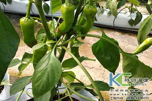 無(wú)土栽培，無(wú)土栽培技術(shù)，無(wú)土栽培設(shè)備