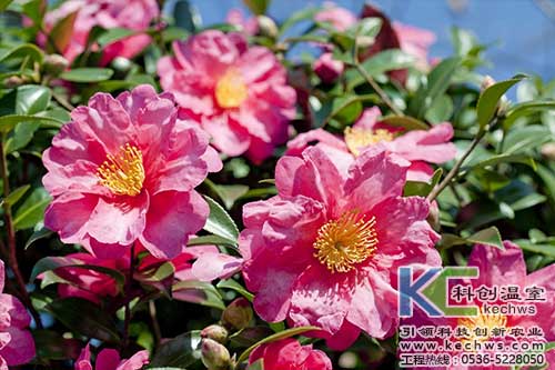 無(wú)土栽培，無(wú)土栽培技術(shù)，無(wú)土栽培設(shè)備