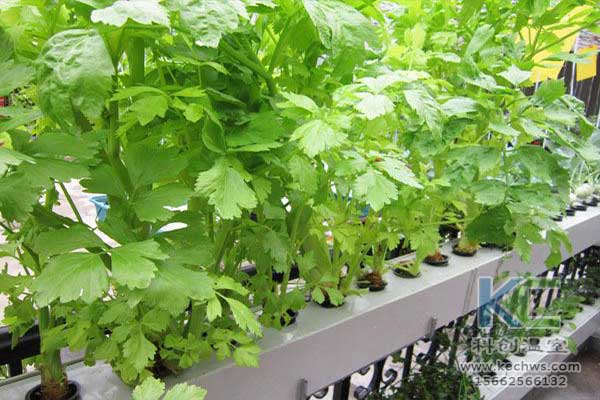 無土栽培，無土栽培技術，無土栽培設備