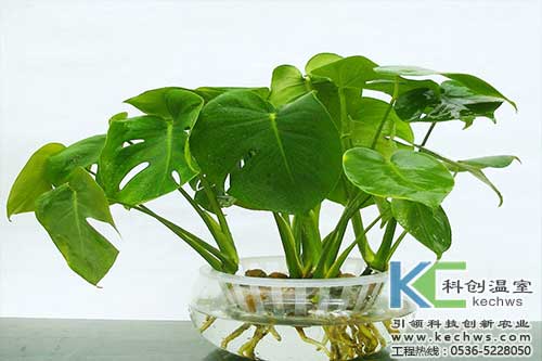 無土栽培，無土栽培技術，無土栽培設備