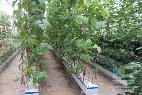 無土栽培，無土栽培發展