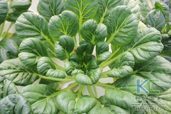 無土栽培，無土栽培技術(shù)，無土栽培設(shè)備