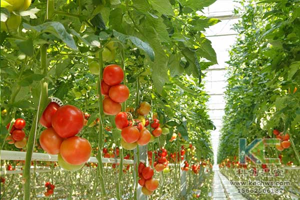 無土栽培，無土栽培技術，無土栽培設備