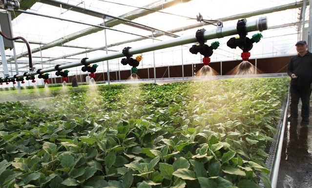 無土栽培，無土栽培技術，無土栽培設備