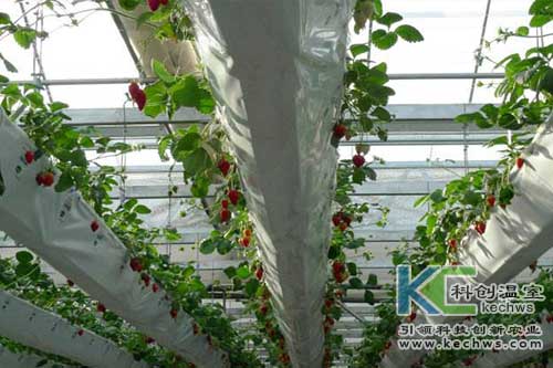 無(wú)土栽培，無(wú)土栽培技術(shù)，無(wú)土栽培設(shè)備