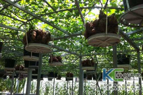 無土栽培，無土栽培技術，無土栽培設備