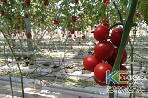 無(wú)土栽培,椰糠栽培,番茄