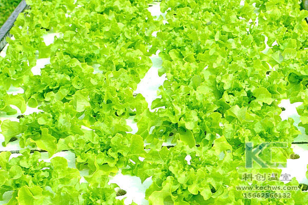 無土栽培，無土栽培技術，無土栽培設備