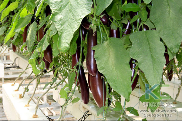 無土栽培，無土栽培技術(shù)，無土栽培設(shè)備