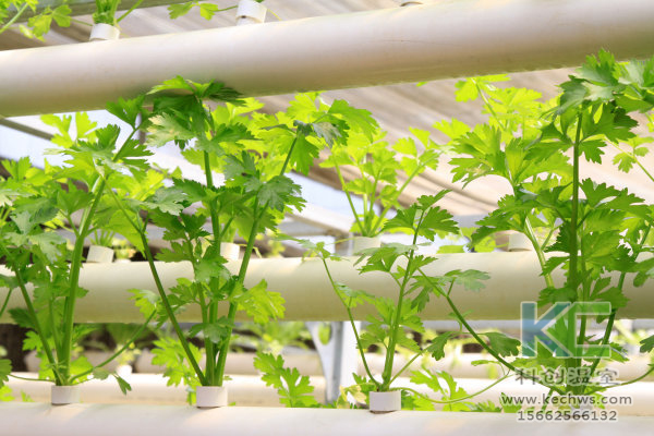 無土栽培，無土栽培技術，無土栽培設備
