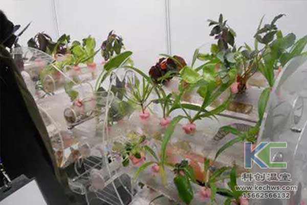 無(wú)土栽培，無(wú)土栽培技術(shù)