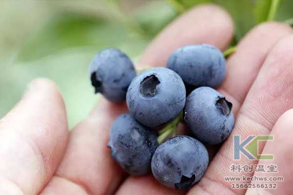 無(wú)土栽培，無(wú)土栽培技術(shù)，無(wú)土栽培設(shè)備