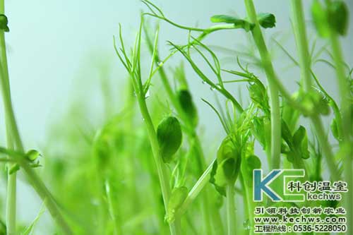 無土栽培，無土栽培技術(shù)，無土栽培設(shè)備