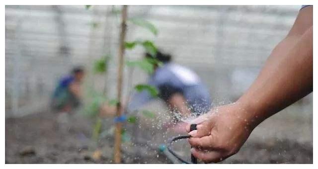 無土栽培,無土栽培技術,無土栽培設備