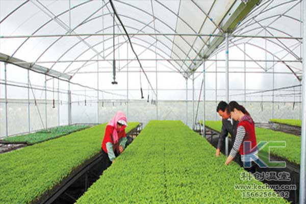 無(wú)土栽培，無(wú)土栽培技術(shù)，無(wú)土栽培設(shè)備