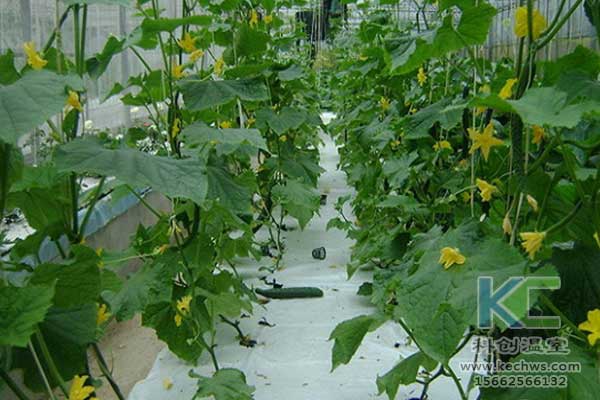 無(wú)土栽培，無(wú)土栽培技術(shù)，無(wú)土栽培設(shè)備