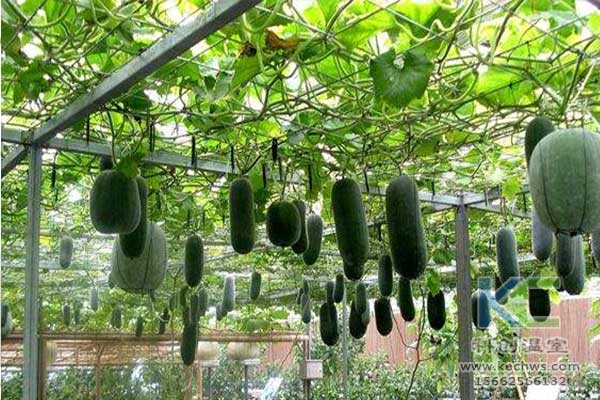 無土栽培，無土栽培技術，無土栽培設備