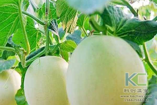 無土栽培，無土栽培技術，無土栽培設備