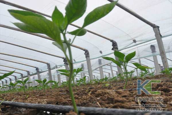 無(wú)土栽培，無(wú)土栽培技術(shù)，無(wú)土栽培設(shè)備