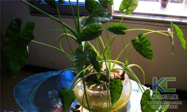 無土栽培，無土栽培技術，無土栽培設備