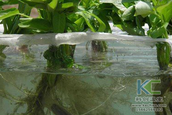 有機(jī)蔬菜栽培，無(wú)土栽培技術(shù)，無(wú)土栽培，溫室大棚