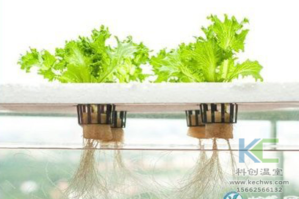 有機蔬菜栽培，無土栽培技術，無土栽培，溫室大棚