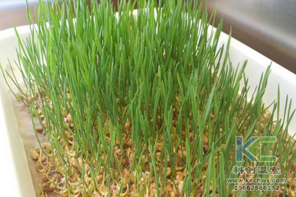 蔬菜無土栽培，無土栽培技術，無土栽培設備，無土栽培