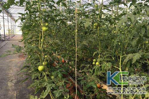 無(wú)土栽培,椰糠栽培,番茄