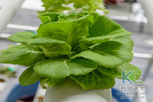 無土栽培，無土栽培技術(shù)，無土栽培設(shè)備