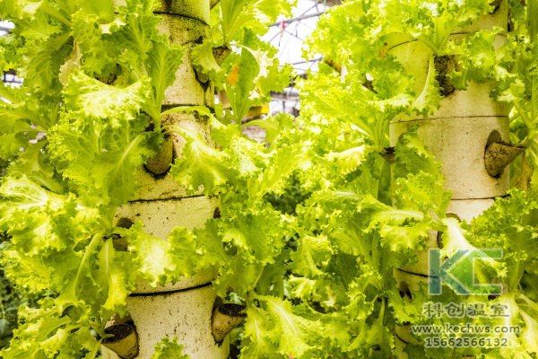 無土栽培，無土栽培技術，無土栽培設備