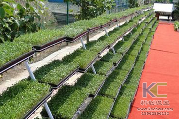 有機蔬菜栽培，無土栽培技術，無土栽培，溫室大棚