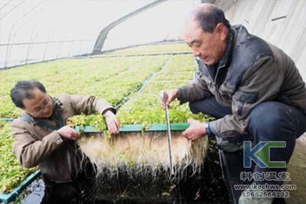 無(wú)土栽培，無(wú)土栽培技術(shù)，無(wú)土栽培設(shè)備