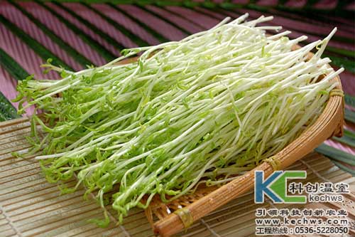 無土栽培，無土栽培技術(shù)，無土栽培設(shè)備