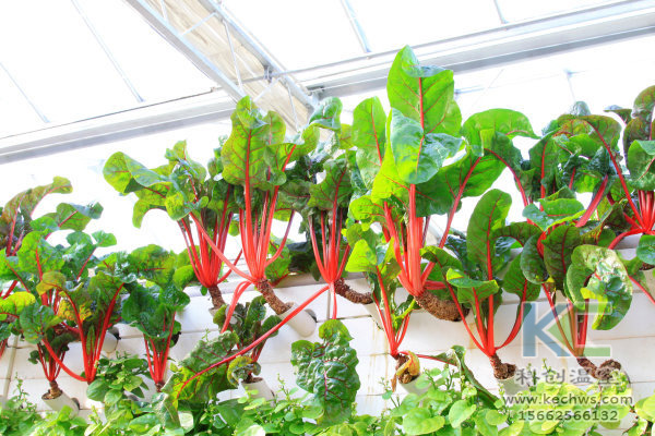 無土栽培,無土栽培技術(shù),無土栽培設(shè)備