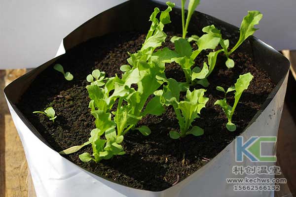 無土栽培，無土栽培技術(shù)，無土栽培設(shè)備