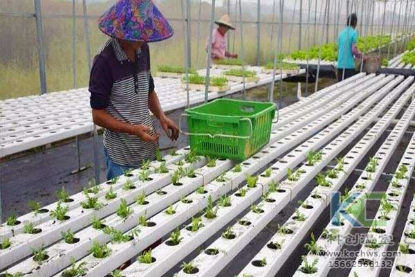 無土栽培，無土栽培技術，無土栽培設備