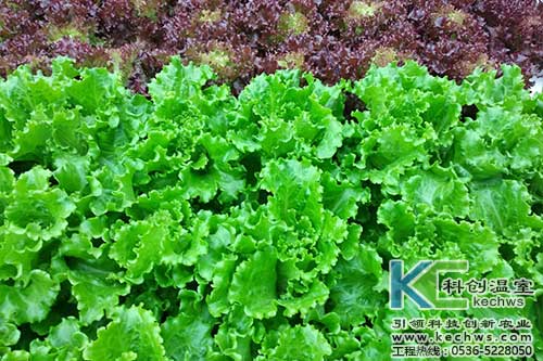 無(wú)土栽培,無(wú)土栽培技術(shù),無(wú)土栽培設(shè)備