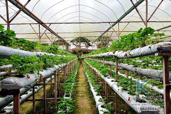 無土栽培，無土栽培技術，無土栽培設備