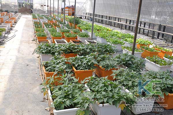 無土栽培，無土栽培技術，無土栽培設備