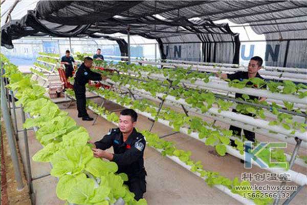 無(wú)土栽培，無(wú)土栽培技術(shù)，無(wú)土栽培設(shè)備