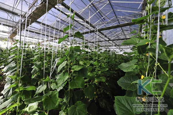 無土栽培，無土栽培技術(shù)，無土栽培設(shè)備