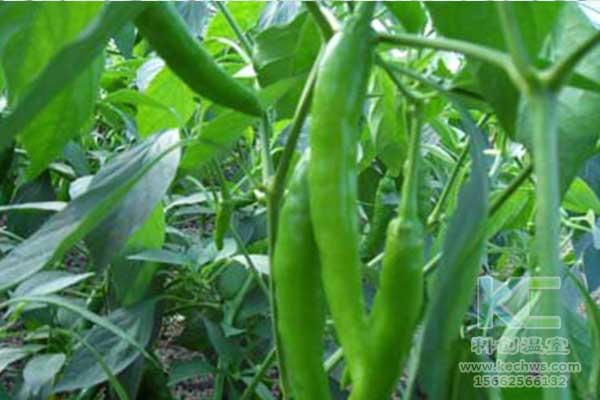 無土栽培，無土栽培技術，無土栽培設備