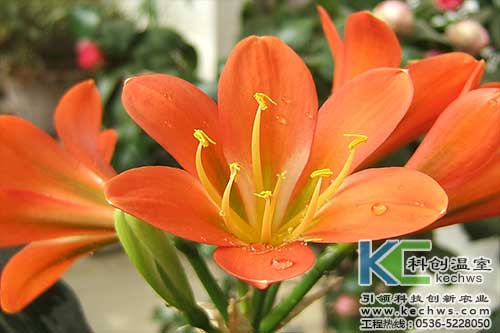 無土栽培，無土栽培技術，無土栽培設備