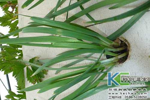 無土栽培，無土栽培技術，無土栽培設備